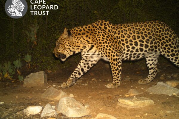 Cape Leopard Trust 2022.11.02 (Copy) (1)