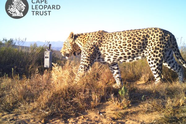 Cape Leopard Trust 2022.11.29 (Copy) (1)